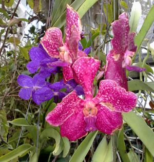 Orchideenzucht