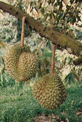 Durian